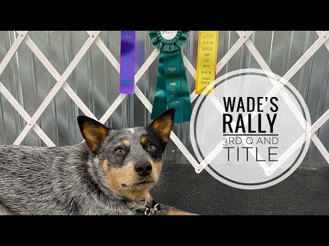 Rally Obedience Level 1 Title