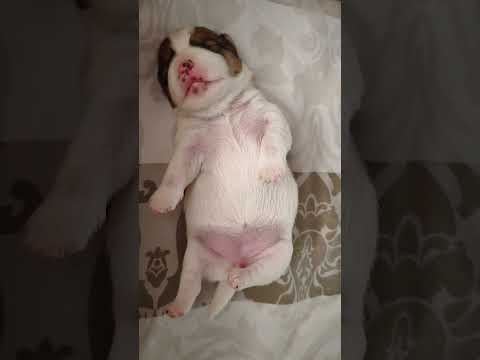 8 dzień życia ❣️ Śpiąca królewna 😁 #jackrussellterrier #puppy