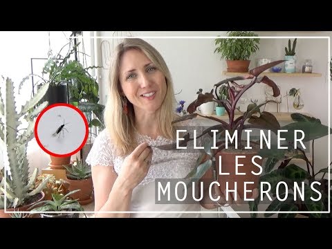 🌿 Astuce anti moucherons sur les plantes d'intérieur | Solution naturelle anti sciarides