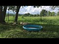 30 Seconds Of Buff Ducks