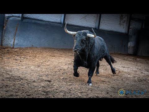 SORTEO | Juan Pedro Domecq y Garcigrande, 28 de septiembre