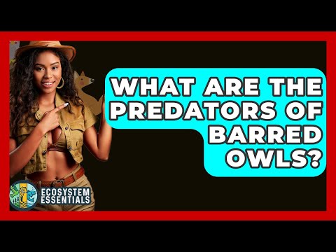 What Are The Predators Of Barred Owls? - Ecosystem Essentials