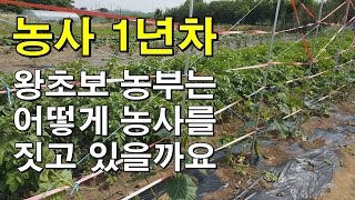 농사 1년차 왕초보 농부는 어떻게 농사를 짓고 있을까요?