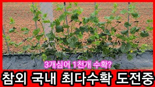 참외 3개심어  1000개따기 도전 중간점검 솔림농원 텃밭~ 참외순치는법,재배방법,농사주말농장