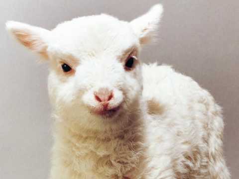 Bora Mercedes   Bakroro