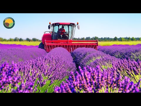 How Farmers Harvest Lavender by Machine: Farming & Processing Techniques | Farming Documentary