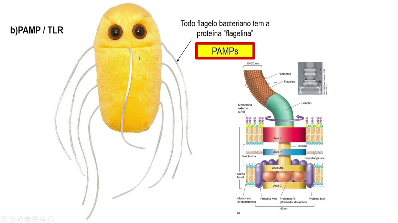 RESPOSTA IMUNE INATA