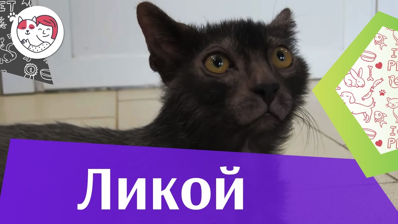Ликой на ilikepet