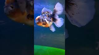 Download lagu Jumbo Kirin Oranda #fancygoldfish #fish #goldfish #aquarium #petfish #fishcare mp3