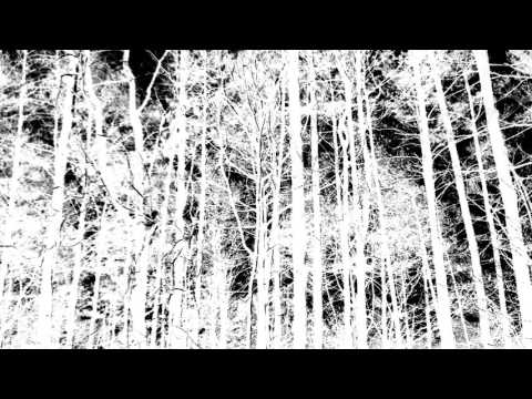 pines (of Georgia) [video art/ambient music]