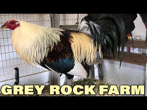 CALIFORNIA !! Beautiful Birds Grey Rock Farm David Duran - Farm Visit USA