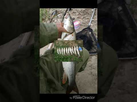 Ribolov krupne mrene