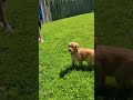 Golden Retriever dogs for sale: Jack - Video 1