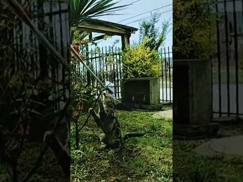 This Is Why Cats Get Zoomies 😹