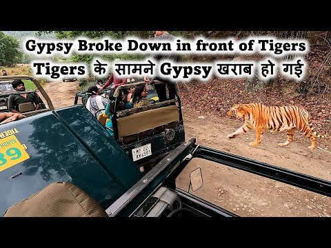 Tigers के सामने Gypsy खराब हो गई | Gypsy Broke Down in front of Tigers