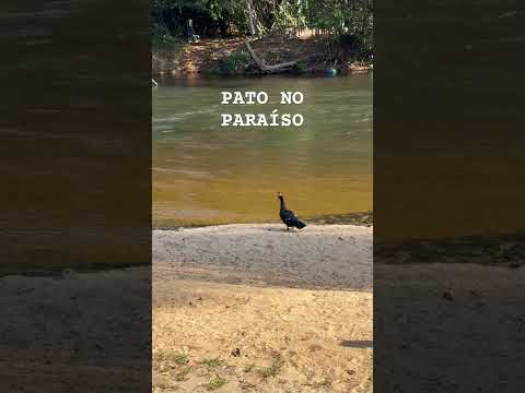 ELE VIVE NO PARAÍSO ( ITAUBA-MT)