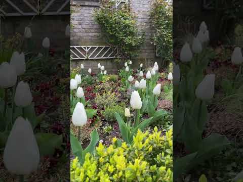 Tulipanes blancos en el Jardín Botánico de Colonia, Alemania #traveling #travelvlog #europe #köln