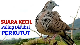 Download lagu Burung Perkutut Suara Kecil Paling Jago Memanggil Lawan Agar Bunyi mp3 Download lagu Burung Perkutut Suara Kecil Paling Jago Memanggil Lawan Agar Bunyi mp3