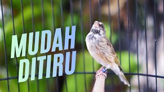 Download lagu MASTERAN paling DICARI 2026 ! SUARA KENARI GACOR ISIAN BLACKTHROAT MUDAH DITIRU mp3