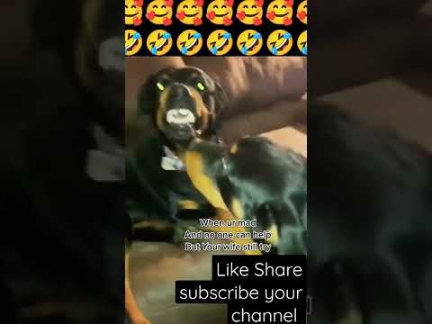 #amazing😍♥️#cute#dogs #dog #funny#video #funnymoments #shorts #funnyshorts #funnyvideo #funnyanimal