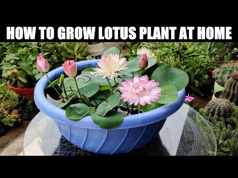 , title : 'How To Grow Lotus Plant | FULL INFORMATION'