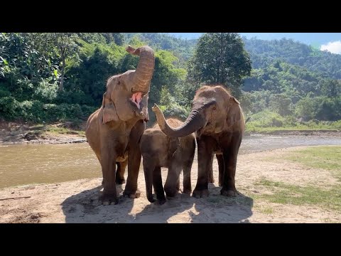 LekLek's Remarkable Growth and Playful Adventures with DokMai - ElephantNews