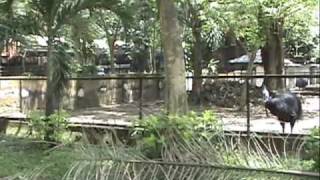 preview picture of video 'The Largest Surabaya City Zoo - Surabaya - East Java'