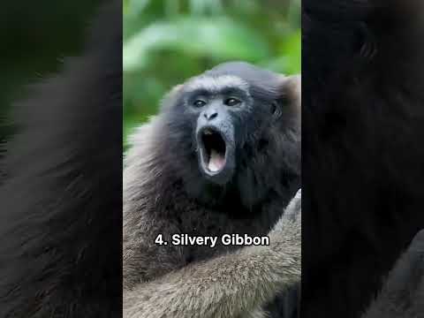 Why can’t I do these sounds? #monkey #sounds #wildlife #animals