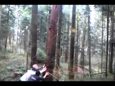 Baum fällen extrem