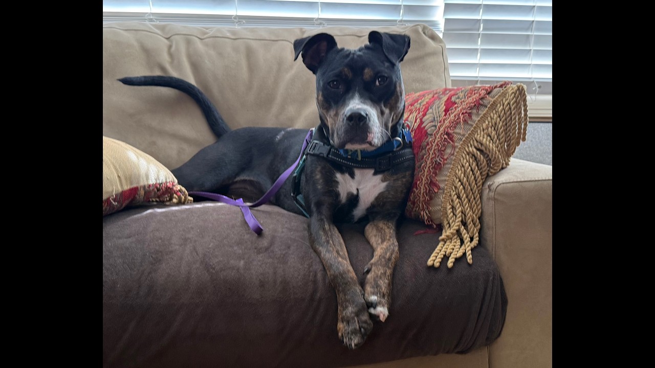 Enlarge Ginny, a ADOPTABLE mixed breed in chevy chase, MD video 2/6