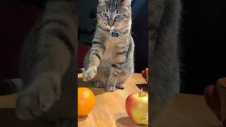 Smart cat #cat #cute #catvideo #cutecat #funnyvideo #funny