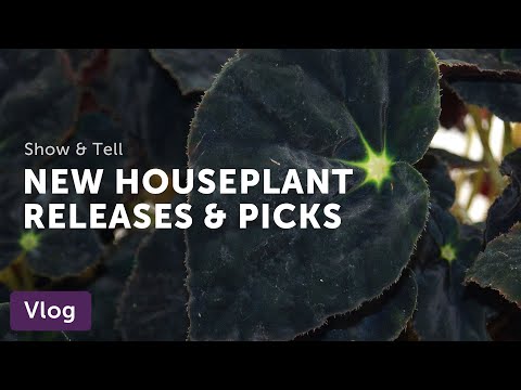 New HOUSEPLANT INTRODUCTIONS and Picks from Steve's Leaves — Vlog 051
