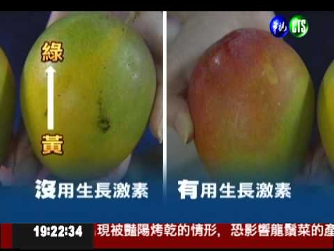 愛文芒果搶上市 果農噴禁藥催熟