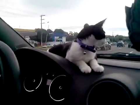 Cat walking car. Gata Nica passeando de carro