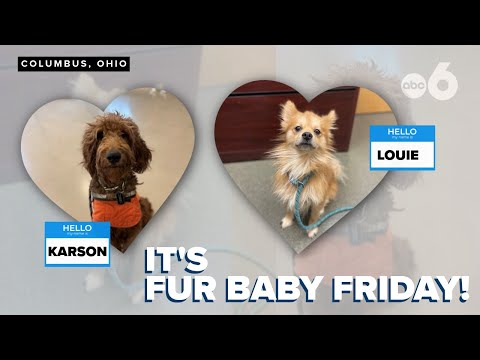 Fur Baby Friday: Karson & Louie, looking for homes & and Holiday Sleepovers - YouTube