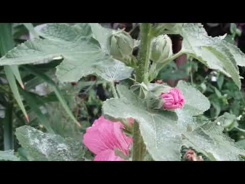 Varita de San José floreciendo