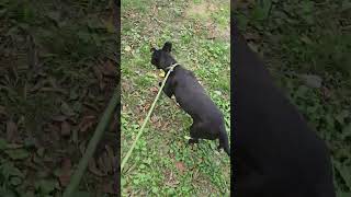 Video preview image #1 Mutt Puppy For Sale in Jackson, MS, USA