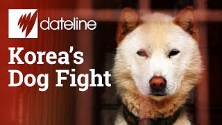 Exploring South Korea&#39;s dog meat industry