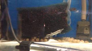 pez cocodrilo lapisosteus oculatus 7-8cm    24 6 15 10 28 32