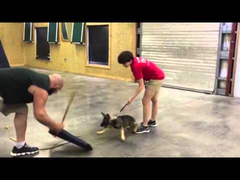 German Shepherd For Sale "Kaylin" 15 Weeks Protection Demo Personal Powerhouse