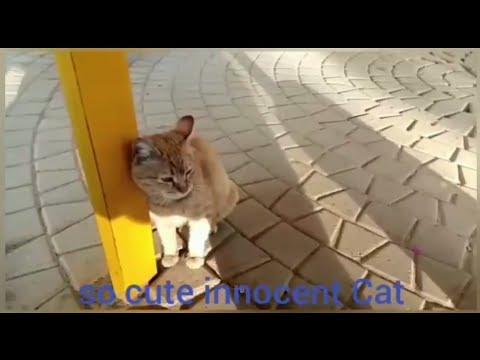 Adorable Cat | Rabii Awan