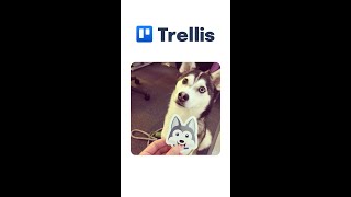 Planning + Peixeboi = Trello? Conheça as curiosidades do nome do Trello #shorts