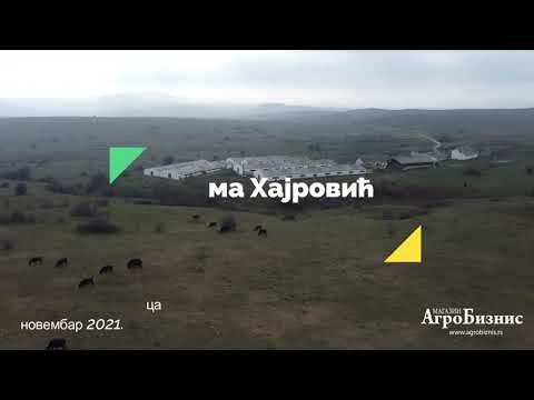 Angus goveda i lepote Pestera