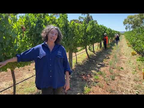 A Day In The Vineyard During Harvest