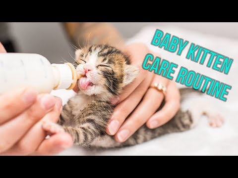 Kitten Nursery Care Routine for Neonates!