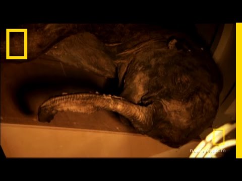 Investigating Baby Mammoth | National Geographic