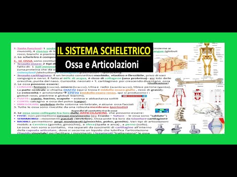 ✅ SISTEMA SCHELETRICO 1 - OSSA E ARTICOLAZIONI riassunto semplice