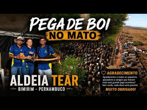 Pega de boi no mato,  Aldeia tear em ibimirim Pernambuco ORG: PEDRO DE SÃO PEDRO E FAMILIA #viral