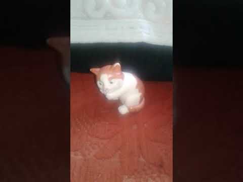 Tejas cat in yelahanka bangalore