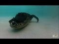 Angry Fearless Gator Marks Its Territory In Pool Gator Boys
